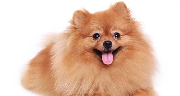 贵宾犬的饮食禁忌与健康食谱（能吃鸡肝吗？详解贵宾犬的饮食禁忌和健康饮食方案）