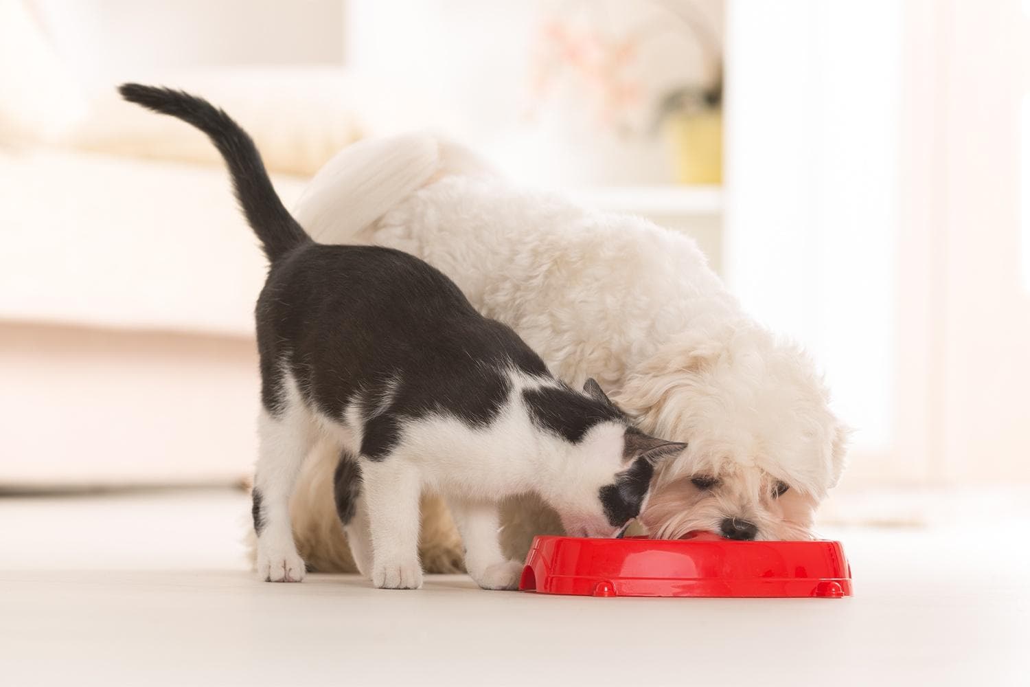 小猫小狗的第一餐该吃什么