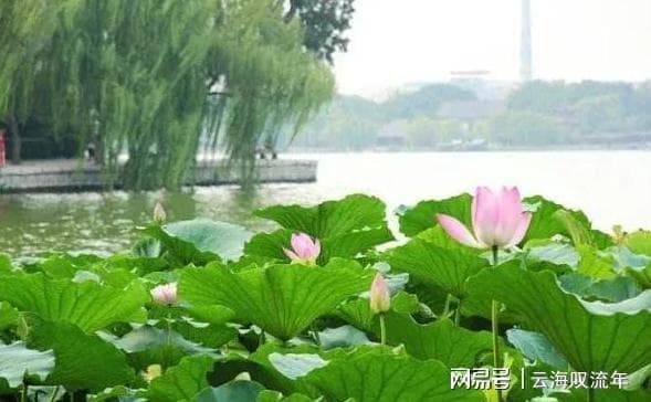 荷柳情缘：探寻济南大明湖畔的绝美传说