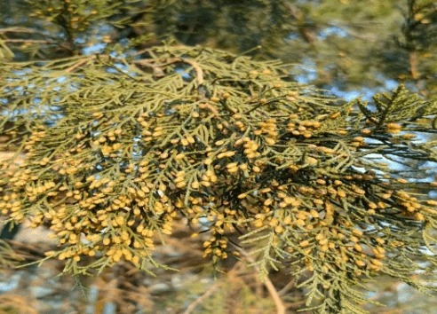 春天来了，过敏来袭！应对季节性鼻炎、结膜炎的实用指南