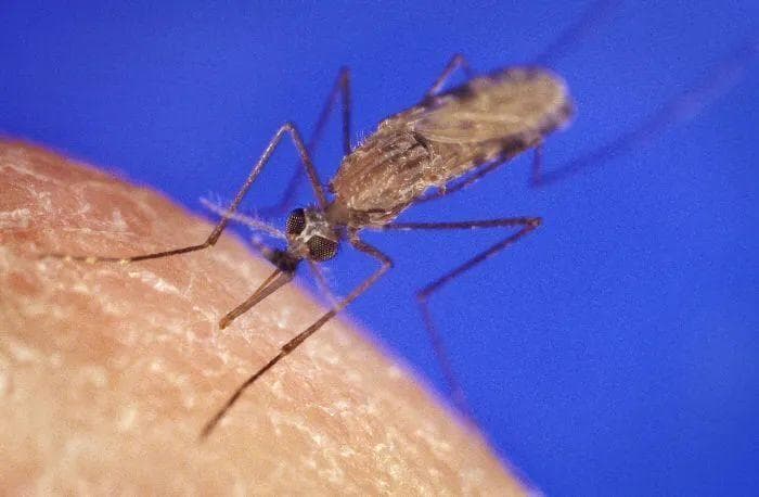 住高层就没蚊子了？蚊子：你猜我能飞多高？