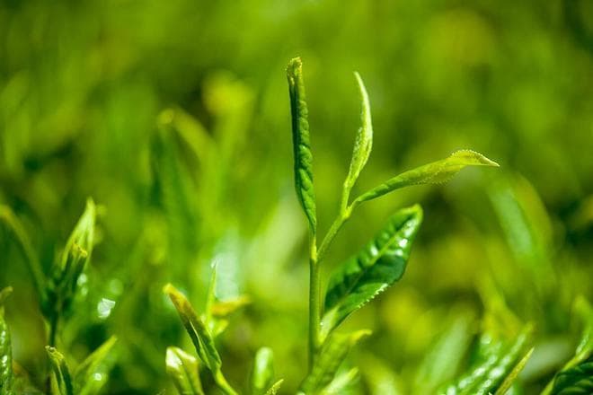 茶叶草酸含量高会导致肾结石？真相在这里