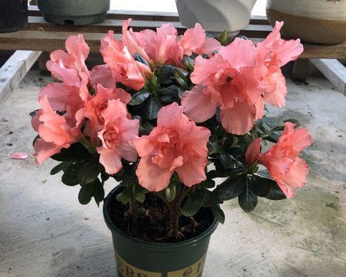 杜鹃花盆栽养护全攻略：从盆型选择到日常护理