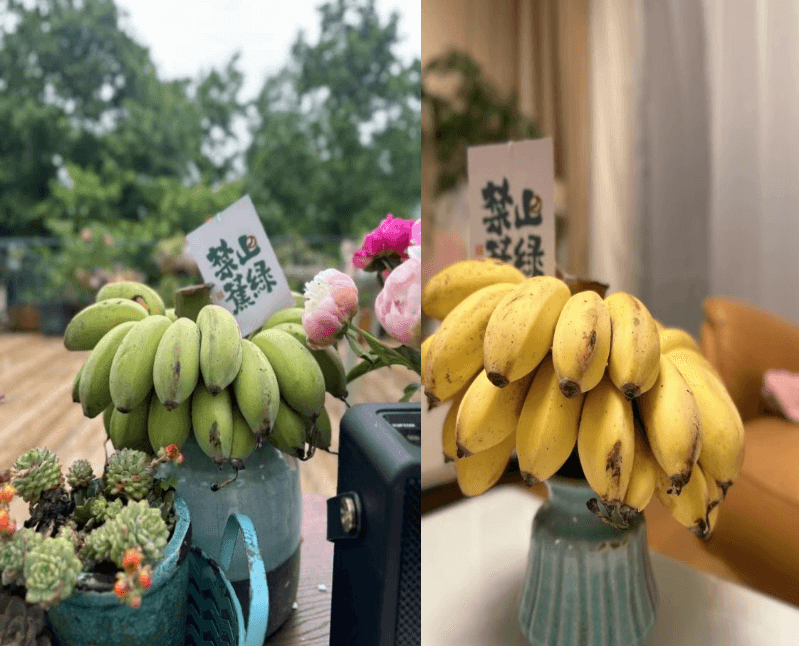 用“蕉绿”打败“焦虑”？！“禁止蕉绿”成办公室新宠