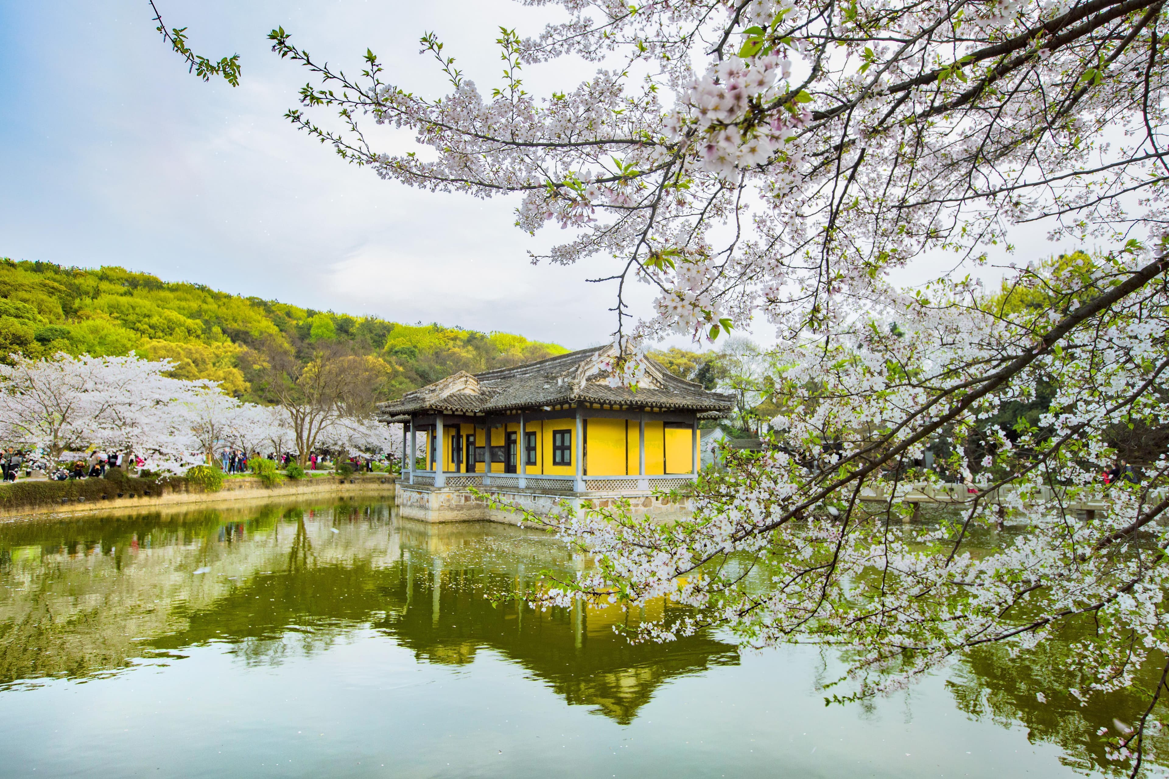 鼋头渚风景区：太湖畔的赏樱胜地
