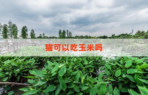 猫可以吃玉米吗？探究猫咪与玉米的关系