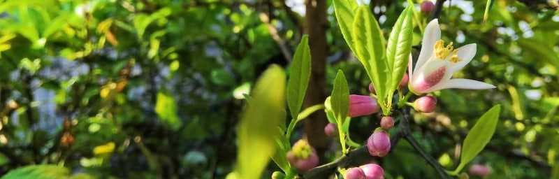 柠檬开花结果的季节（探究柠檬的生长规律和关键期）