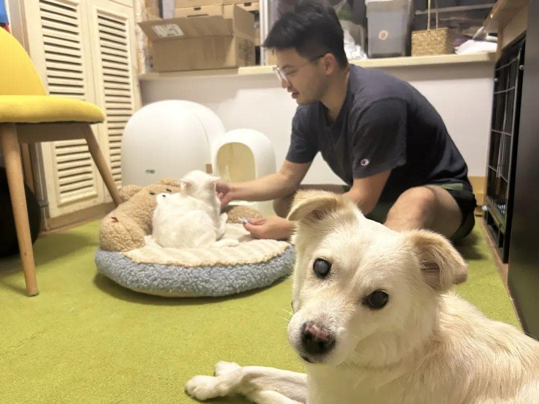 绝育不绝爱！这个社区给流浪猫寻找“铲屎官”