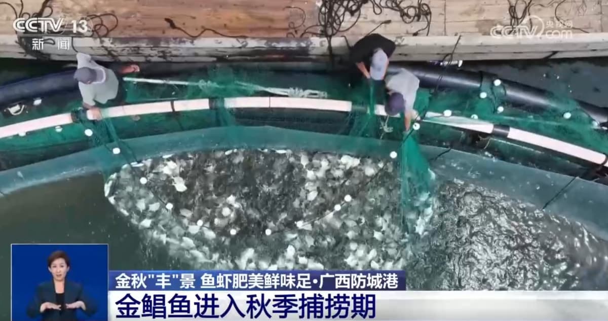 金秋时节“丰”景正好！各地迎来丰收季