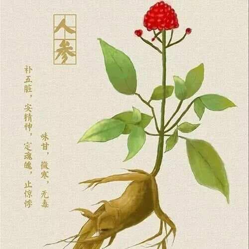 降尿酸最厉害的10种药材，收藏好！