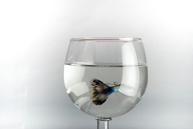 浅谈孔雀鱼吃什么