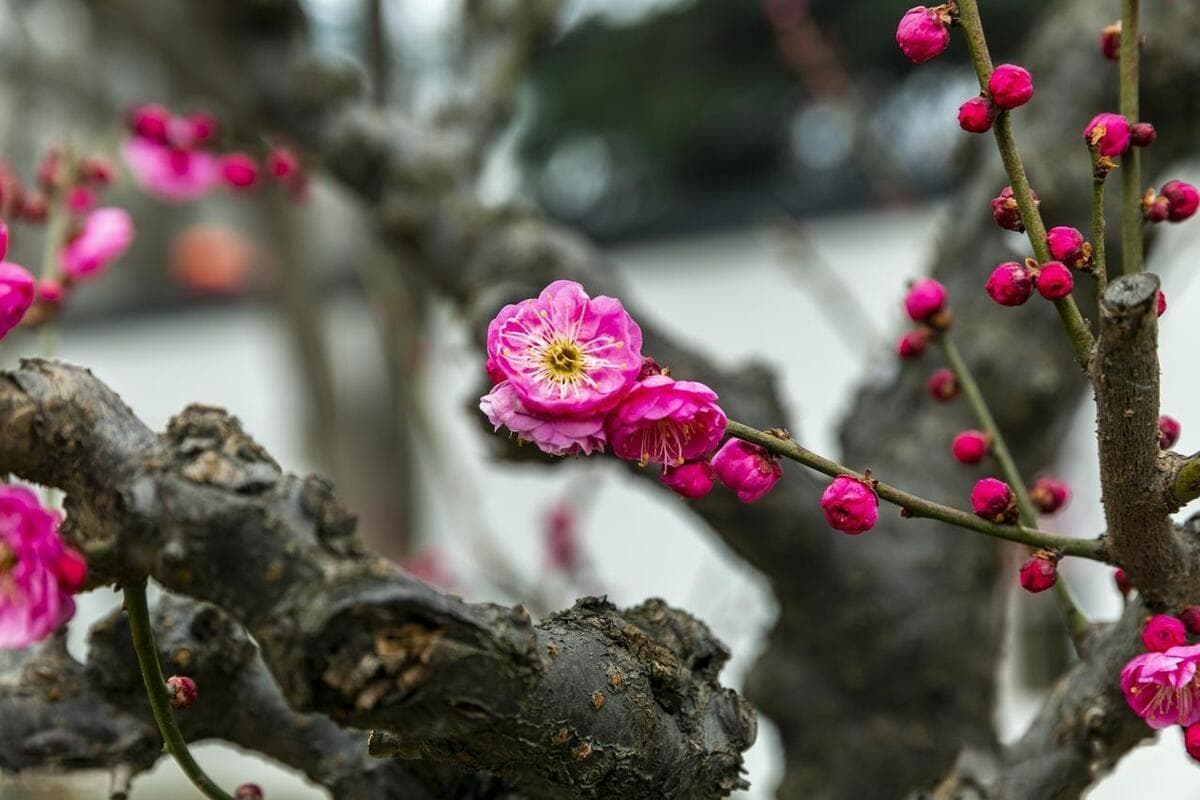 冬季适合养什么花不怕冻（20种耐寒花草，让美丽不打烊！）