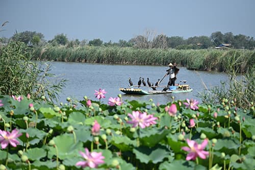 来衡水湖，有水有景有乡愁