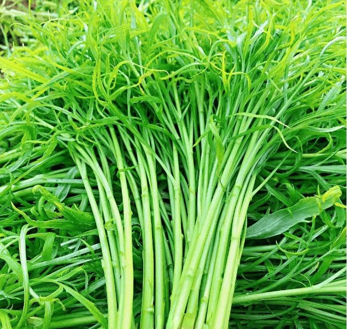 舌尖上九江美食之五十八--湖口藜蒿炒腊肉