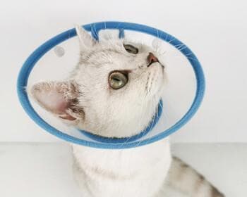 宠物猫咪伤口处理指南：正确使用双氧水进行消毒
