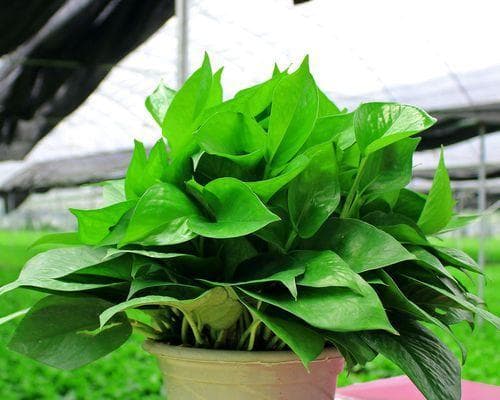 绿萝是喜水植物吗？详解绿萝的生长环境与养护要点