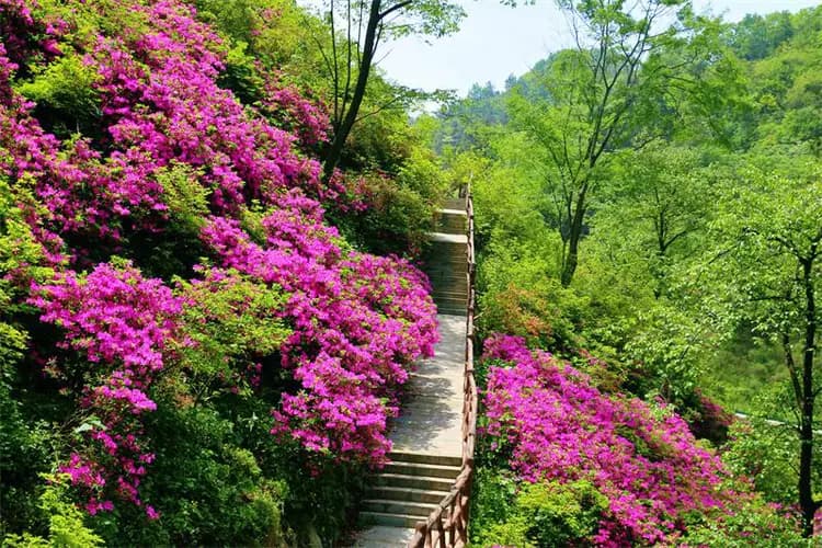湖北十堰茅箭区：赏花经济让春日颜值变产值