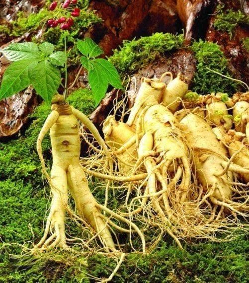 西洋参：名贵中药材的前世今生