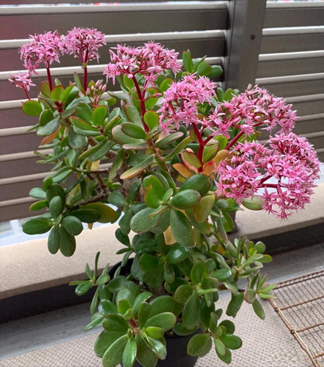 吉林小姐姐阳台养玉树走红：从手掌大小到高大繁茂的养护秘诀