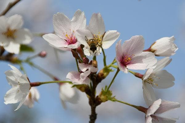 春分节气：科学与文化的完美融合