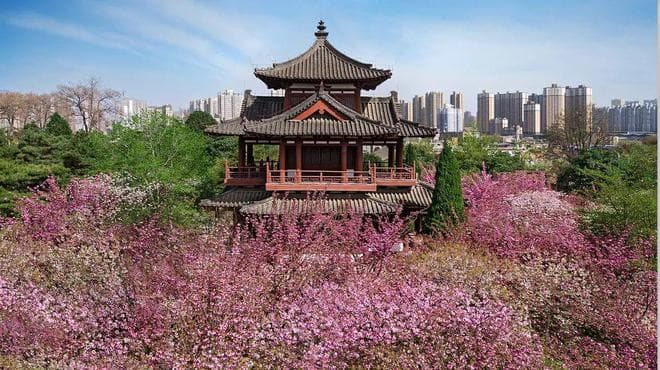 西安青龙寺樱花季：赏花攻略与文化之旅