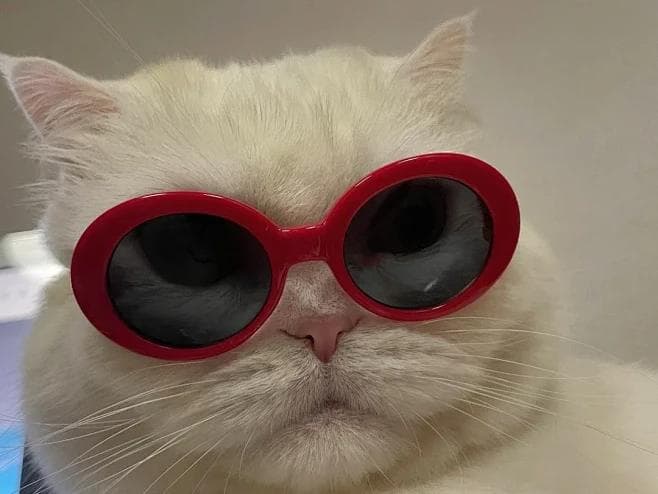 猫咪春季常见疾病预防指南