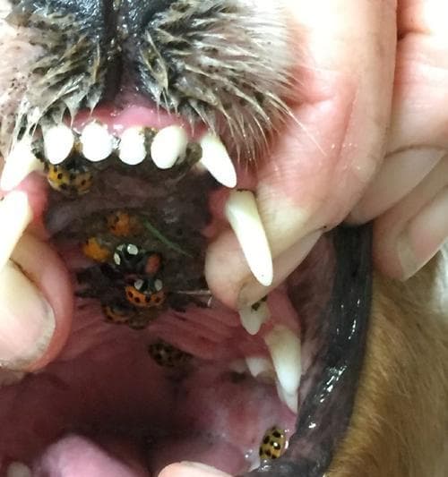 猫肚子里发现绦虫如何处理？预防和治疗措施是什么？