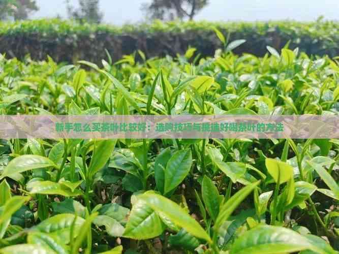 新手怎么买茶叶比较好：选购技巧与挑选好喝茶叶的方法