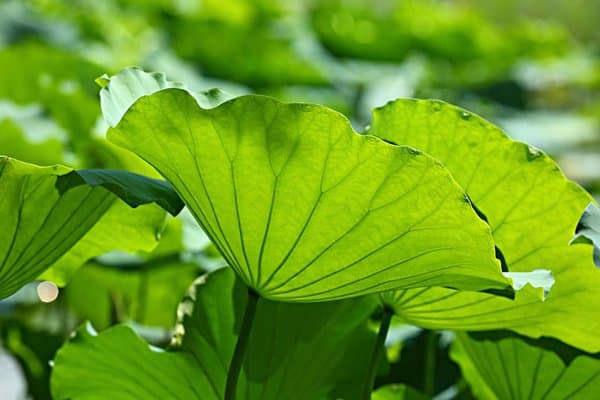 高血脂患者的中药调理指南：五种降脂中药材的功效与使用注意事项