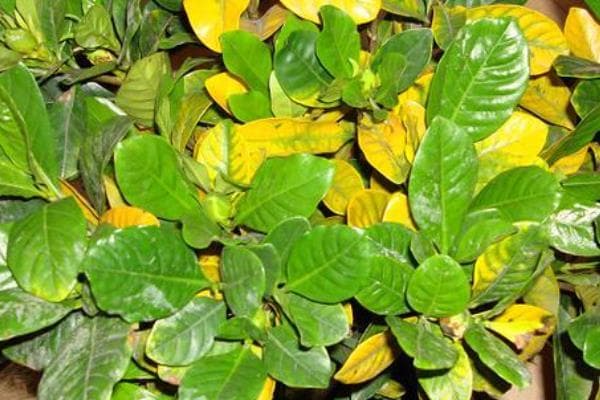 栀子花叶子发黄怎么办？土壤pH值调节是关键
