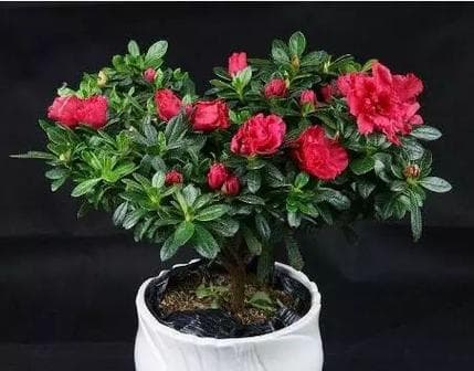 牛奶浇花：杜鹃花养护新方法，浓度控制是关键