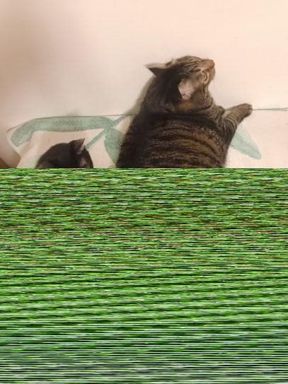 别再用头套了！专家解析猫咪过度舔毛的正确处理方法