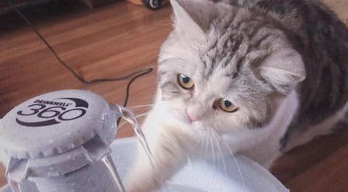 猫咪每日鸡肉，营养均衡关键。