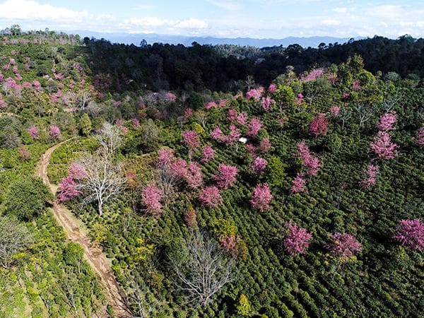 云南省普洱市澜沧县景迈山茶林文化体验之旅