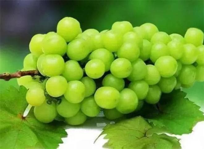阳光玫瑰葡萄：糖分高达30%，还有这些隐藏功效