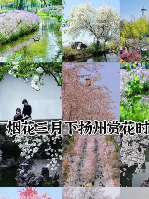 烟花三月下扬州，最佳赏花时间表，后悔没早点看到