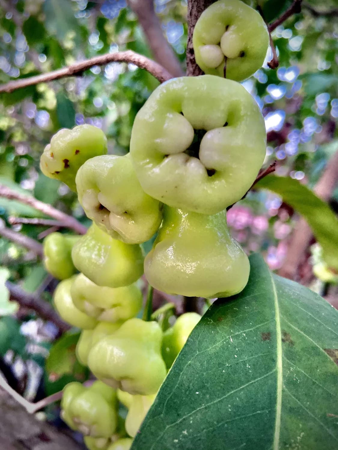 拐枣种植技巧大揭秘：从播种到丰收