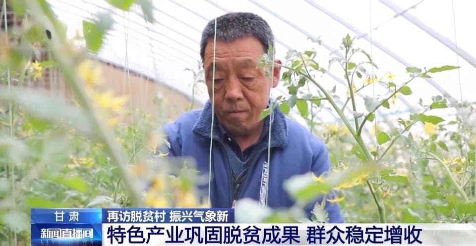 小番茄带来八倍收益 传统村落变身"手绘小镇"！看脱贫村的振兴路