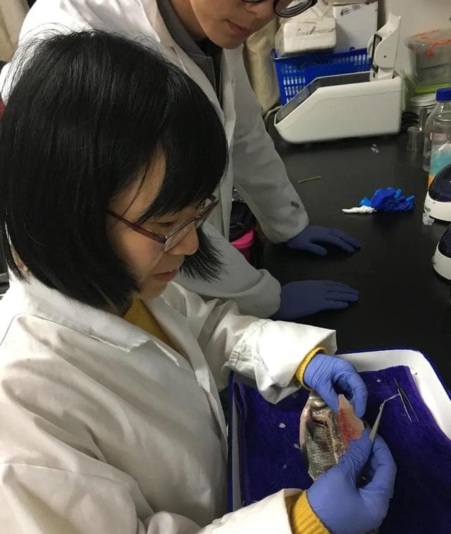 中国科学家成功培育“无刺草鱼”！口感鲜嫩类似鲈鱼，网友：太好了，上链接