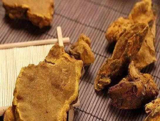 桑黄的营养价值和功效、禁忌，赶紧收藏！