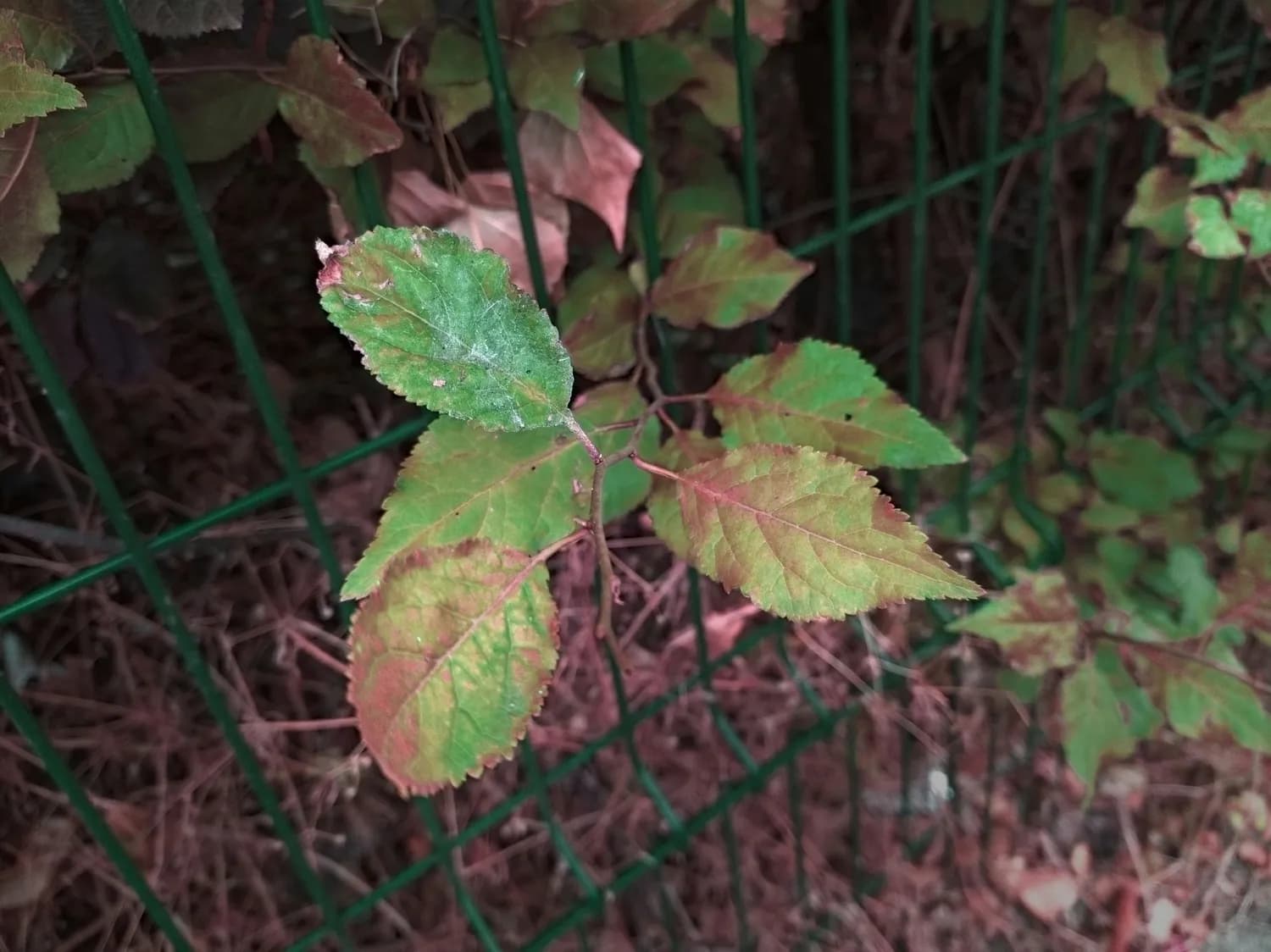 月季花施肥有讲究：草木灰使用不当会伤苗