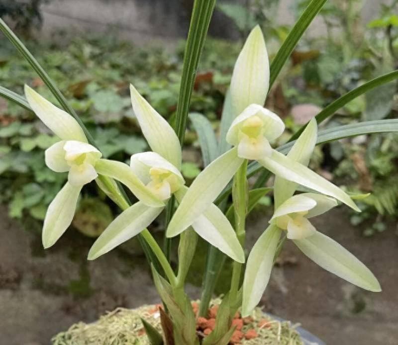三四月份兰花养护要点：预防病虫害、充足浇水与适时下花