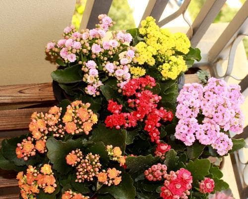 长寿花（适合在室内养的多肉植物）