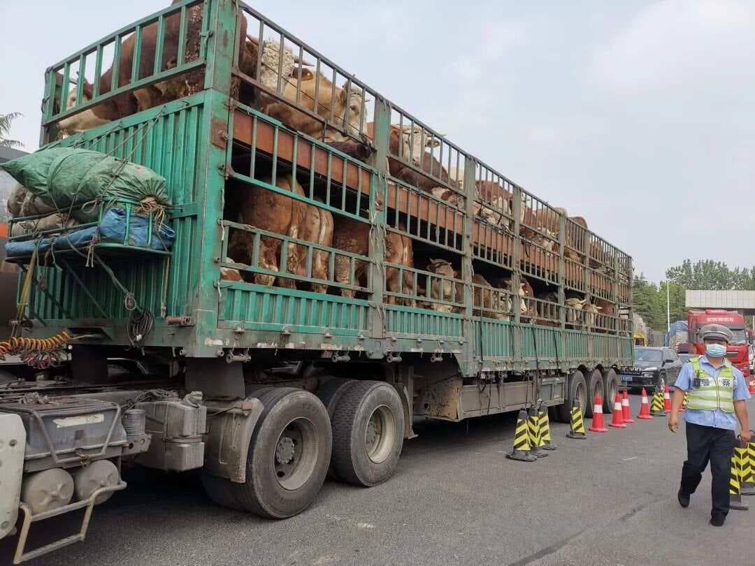 兽药知识：泰拉霉素（主要适用于猪、牛呼吸道疾病）