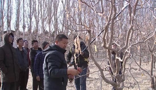 麦盖提县：乡村振兴领头雁 致富路上带头人