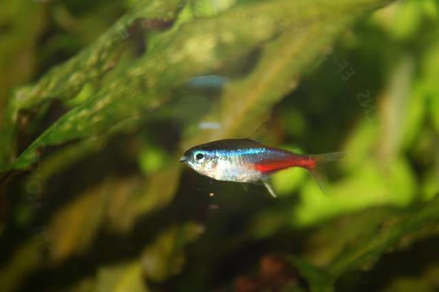 如何控制柱状屈挠杆菌并保护您的水族箱