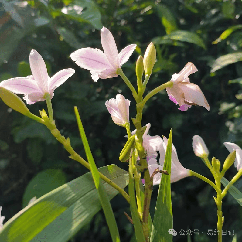 伤寒论113方剂药方完整版归类和伤寒治疗八法