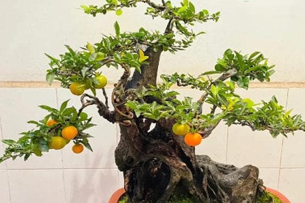 换盆后金弹子盆景的养护方法有哪些？
