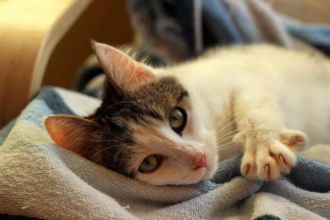 很多人因为养了猫，竟然不知不觉中惹上了这些“猫病”，养猫人士必看！