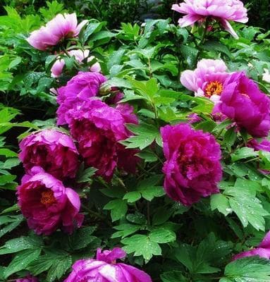 牡丹花——中国唯一的市花（探究牡丹花作为市花的原因与意义）